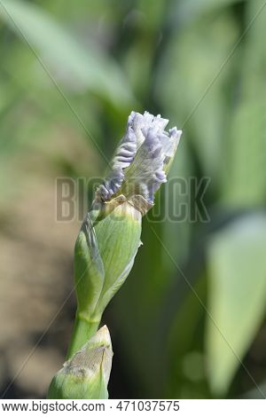 Border Bearded Iris Ci Sei Flower Bud In The Spring