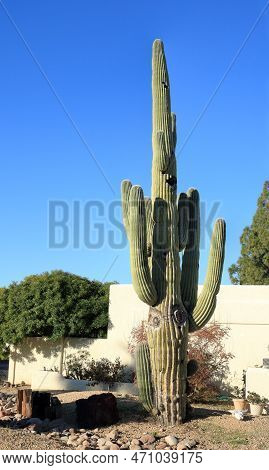 Xeriscaped Front-yard With A Grown Up Beautiful Saguaro And Typical Southwestern Decorations