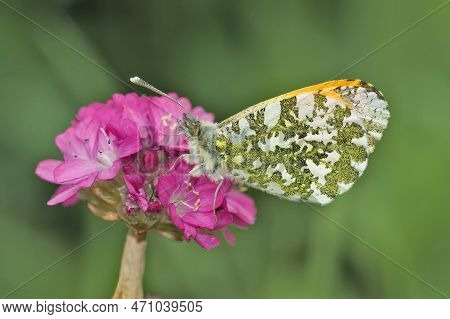 Natural Closeup On A European Orange Tip Butterfly, Anthocharis Cardamines With Closed Colorful Marb