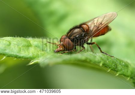 Detailed Closeup On A Red Common Snoutfly, Rhingia Campestris Sitting On A Green Common Ivy Leaf In 