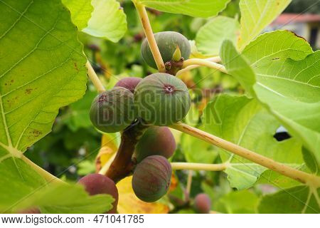 Fig, Or Fig Tree, Or Common Fig Tree Ficus Carica Is A Subtropical Deciduous Plant Of The Genus Ficu
