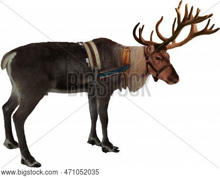 A Image Of Standing Reindeer With Harness