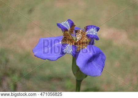 Blue Flower That Has Appearance Of Butterflies