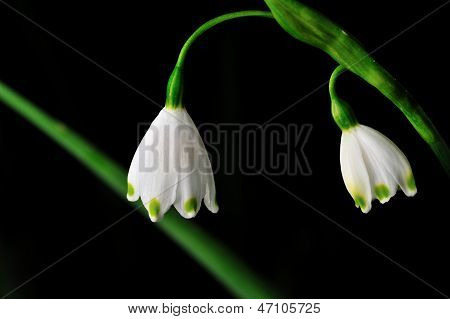 Schneeglöckchen-Blumen