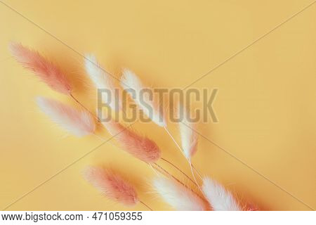 Nice Lagurus On Yellow Light Spring Background With Hearts