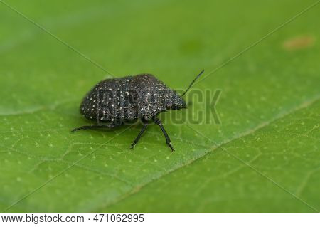 Natural Closeup On The Rare Psacasta Exanthematicus Shieldbug , A Specialist On Echium Plants, Sitti