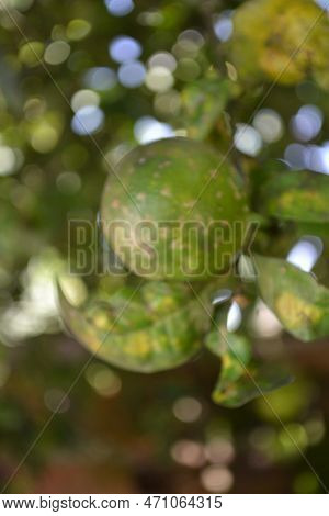 Ripe Lemons Waiting To Be Harvested To Make A Good Lemonade