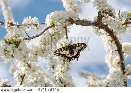 A Beautiful Lady-butterfly Sits On The Delicate, White Flowers Of The Spring Tree Forget Me Not Flow