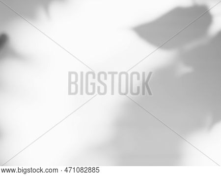Shadow Spring On Wall Background,abstract Overlay Shady Soft Exterior Leaves Tree,nature Overlay Fro