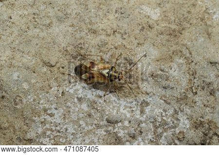 Detailed Closeup On A Small European Plant Bug, Lygus Pratensis, Sitting On A Stone