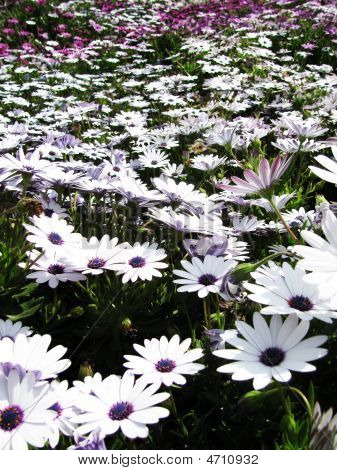 Champ de fleurs
