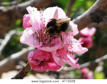 Bee pollen