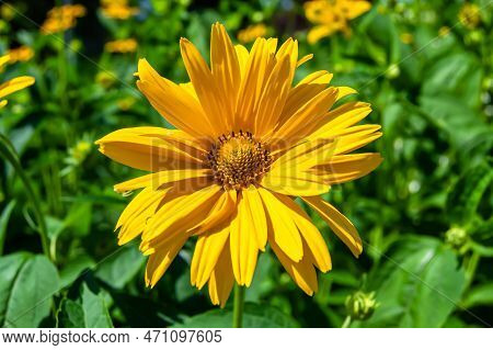 Fine Wild Growing Flower Aster False Sunflower On Background Meadow