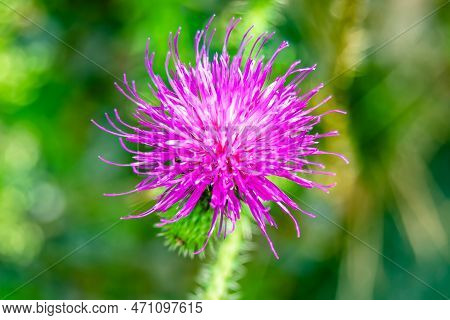 Beautiful Growing Flower Root Burdock Thistle On Background Meadow