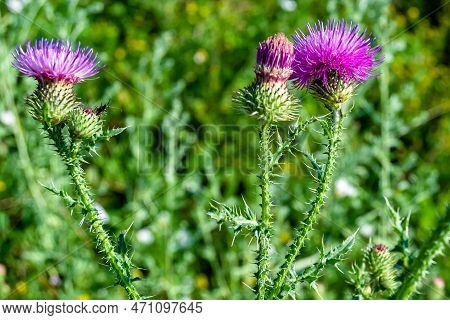 Beautiful Growing Flower Root Burdock Thistle On Background Meadow