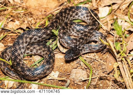 Malagasy Cat-eyed Snake, Madagascarophis Colubrinus Is A Species Of Snake Of The Family Pseudoxyrhop