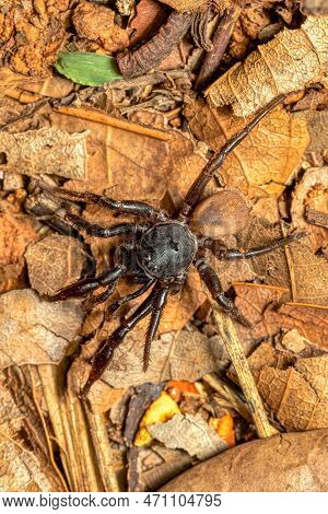 Ground Spider, Gnaphosidae Sp., Miandrivazo. Endemic Spider Hunting On Ground. Madagascar Wildlife A