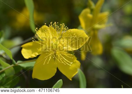 Aarons Beard Yellow Flower In The Summer