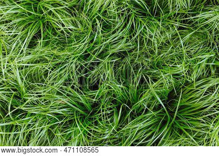 Cat Grass Cyperus Zumula In Plant Store, Close Up Top View. Healthy Food For Pet, Cat Friendly Plant