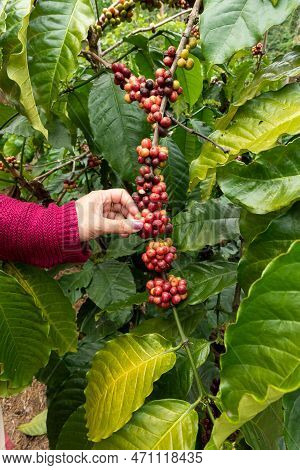 Close-up View Of The Hand Of A Woman Picking Coffee Beans From The Coffee At A Plantation At Wayanad