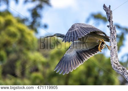 A White Faced Heron, Egretta Novaehollandiae, Takes Flight From A Tree. At Kennett River, On The Gre