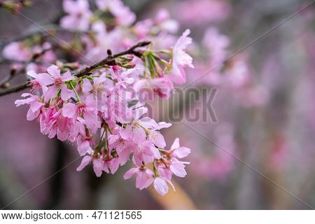 Beautiful Fuji Mame Sakura Cherry Blossom Blooming In Taiwan.