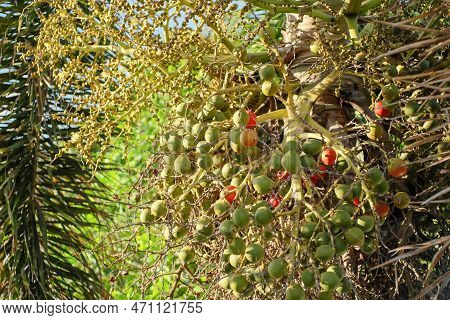 Palm Fruit Or Adonidia Merrilli In Tropical Garden