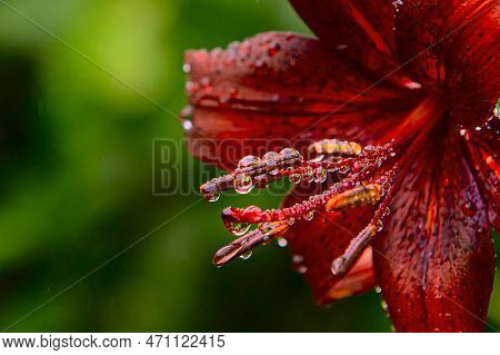 Reproductive Organs Of A Flower In Dew Drops Close-up. The Concept Of Reproductive Medicine, Gynecol