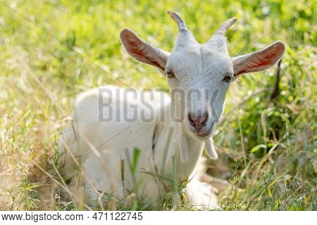 A Young White Pure Goat Lies On A Pasture In Spring. Raising Goats For Milk And Hard Cheese.ng White