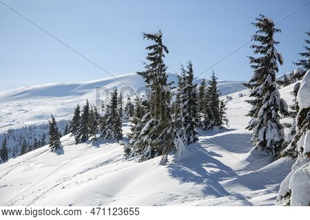 Skiing In The Snowy Mountains Among Spruce Trees, Carpathian Mountains, Drahobrat Ski Resort, Winter