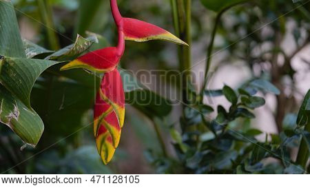 Beautiful Red Heliconia Flower, Tropical Flower. Rostrata, Lobster Hanging Claw Or False Bird Of Par
