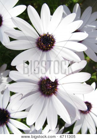 Floweres blanc