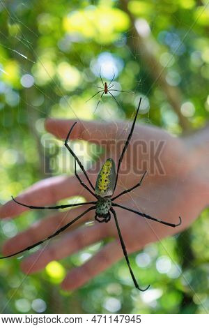 Giant Tropical Nephila Spider (golden Orb Web Spider) In Comparison With Human Hand. Big Spider Is A
