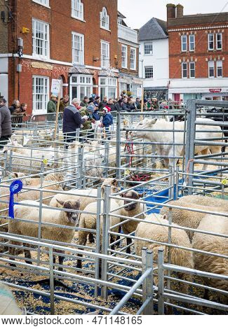 Winslow, Uk - December 05, 2022. Farmers At A Market With Prize Sheep, Livestock. Winslow Primestock
