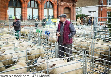 Winslow, Uk - December 05, 2022. Farmer At A Livestock Auction With Prize Sheep. Winslow Primestock 