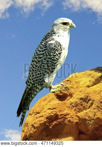 Gyrfalcon Latin Name Falco Rusticolus Is The Most Northerly Of All The Falcons