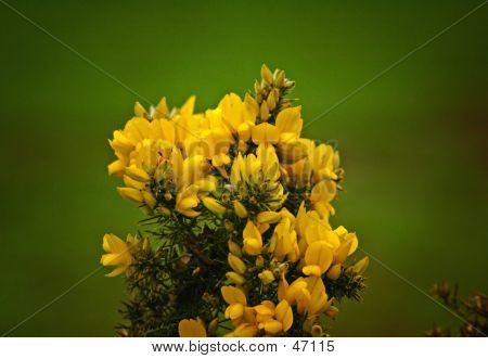 Aubépine