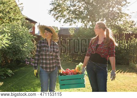 Two Women Farmer Working In Gardening. Gardener Carrying Crate With Freshly Harvested Vegetables In 