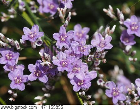 delicate purple flowers of Goniolimon elatum on a summer meadow