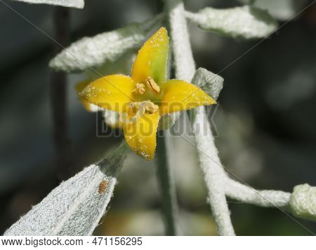 Blooming Elaeagnus Commutata In The Summer Forest