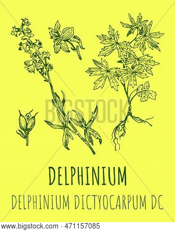 Vector Drawings Of Delphinium. Hand Drawn Illustration. Latin Name Delphinium Dictyocarpum.