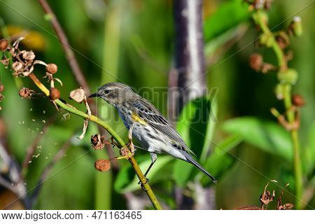 Yellow-rumped Warbler - Dendroica Coronata - In Green Cay Nature Center And Wetlands, Boynton Beach,