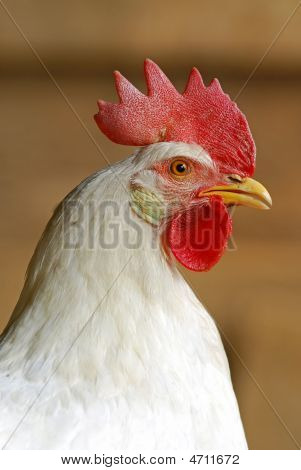 Blanc de poulet