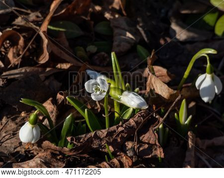 Close-up Of A Group Of Snowdrops (galanthus Fosteri) Growing In The Garden And Blooming With White F