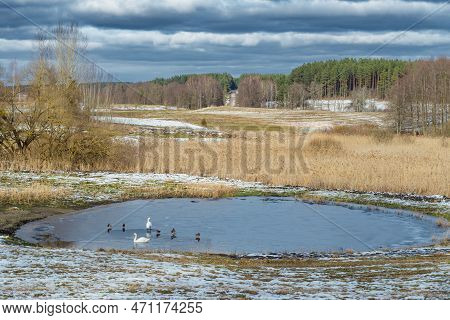 Beautiful Winter Or Spring Landscape With Pine Trees Forest, Clouds, Frozen Pond And Swans In The Vi
