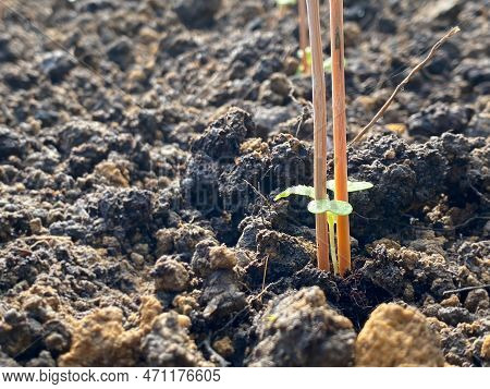 Wooden Sticks Inserted Vertically Around Transplanted Young Seedling Of Chinese Cabbage. To Keep Cut