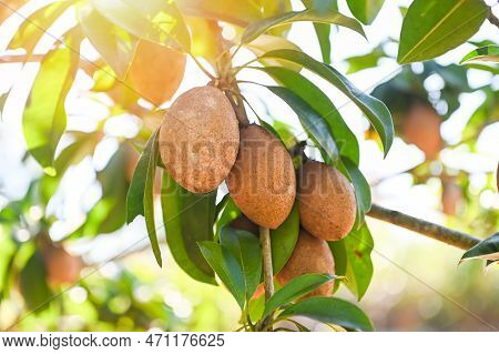 Sapodilla Fruit On The Sapodilla Tree Plant On Summer, Sapodilla Plum In The Garden Fruit In Thailan