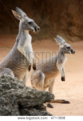 Kangaroo Family1