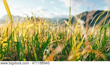 Plant Blade In Spring Season In The Countryside Nature.