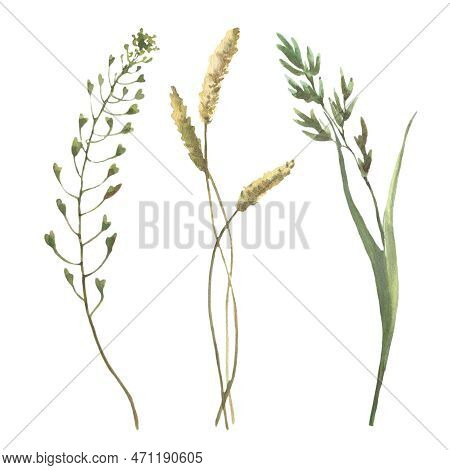 Watercolor Green Field Herb, Bluegrass, Cocksfoot, Shepherds Bag, Isolated On White Background. Diff